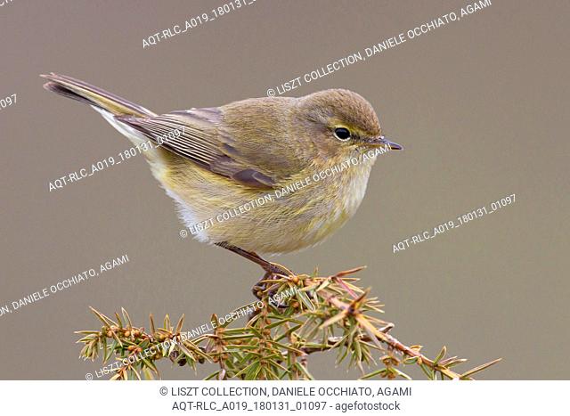 Common Chiffchaff perched on a branch, Common Chiffchaff, Phylloscopus collybita