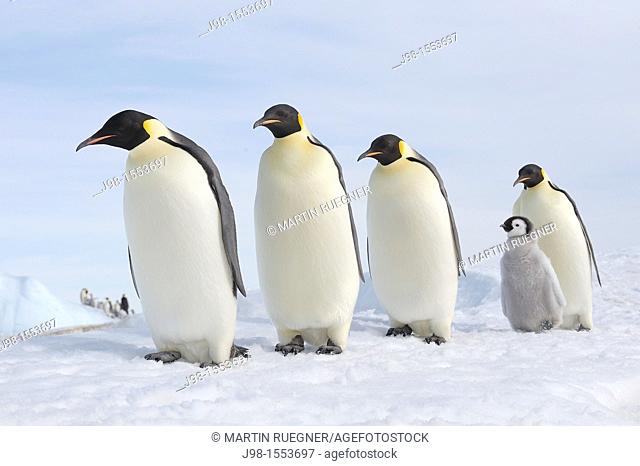 Emperor Penguin Aptenodytes forsteri group of adults and a ckick in a row  Snow Hill Island, Antarctic Peninsula, Antarctica