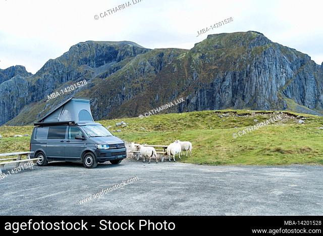 Norway, Lofoten, Vestvagøya, Eggum, rest area, camper, sheep