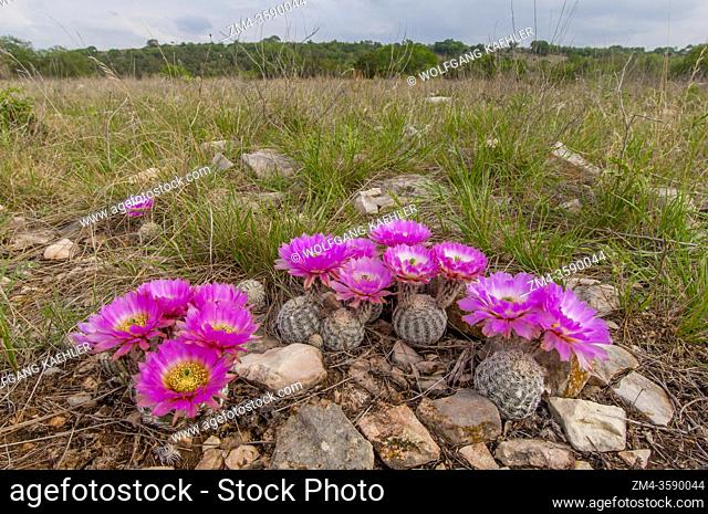 Flowering Comb hedgehog cacti (Echinocereus reichenbachii var. reichenbachii) in the Hill Country of Texas near Hunt, USA