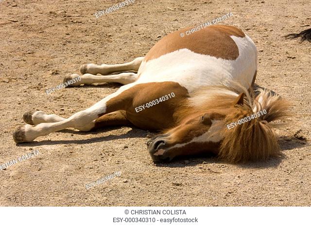 Liegendes Pferd auf sandigem Boden