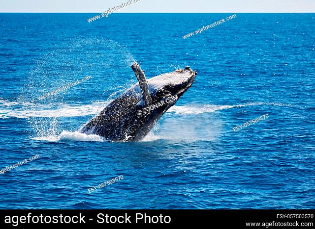 in australia a free whale in the ocean like concept of freedom