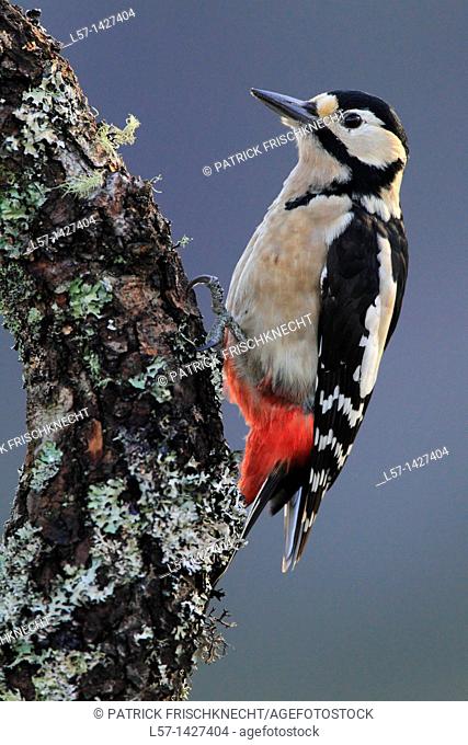 Great Spotted Woodpecker, Buntspecht, Dendrocopos major, Scotland