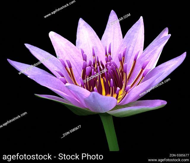 Blauer Aegyptischer Lotus; Nymphaea Caerulea; Wasserpflanzen