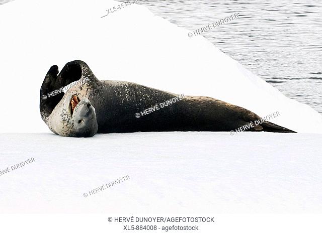 Leopard Seal resting on  ice in Antarctica