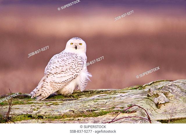 Snowy owl Bubo scandiacus perching on a log