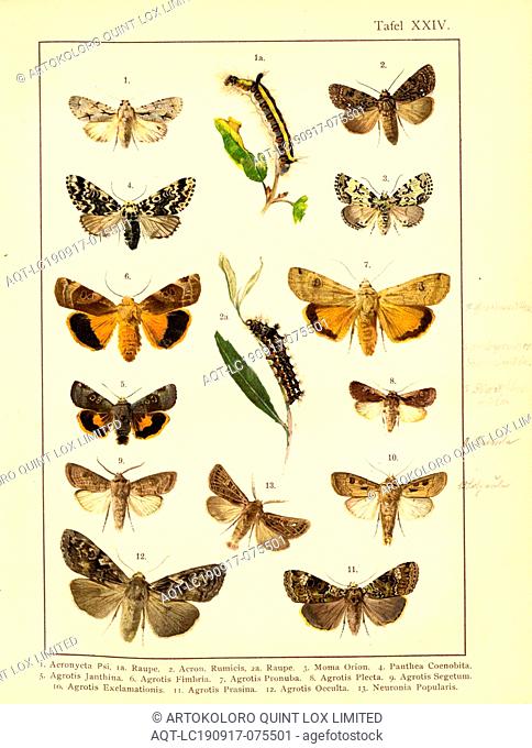 Butterflies and caterpillars in Central Europe 10, Acronycta Psi, Acron., Rumicis, Moma Orion, Panthea Coenobita, Agrotis Janthina, Agrotis Fimbria