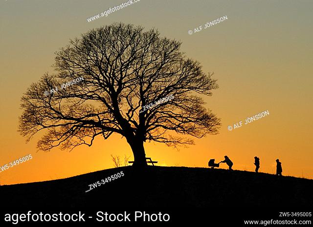 A family going up a hill with a single tree in sunset in Skurup, Scania, Sweden