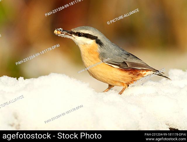 01 December 2023, Berlin: 01.12.2022, Berlin. A nuthatch (Sitta europaea) stands in the snow on a cold December day next to a place where birds are being fed