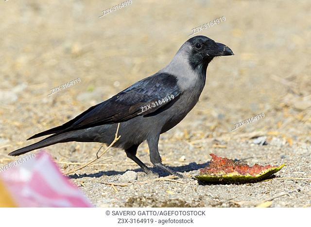 House Crow, Standing on the ground, Shinas, Al Batinah, Oman