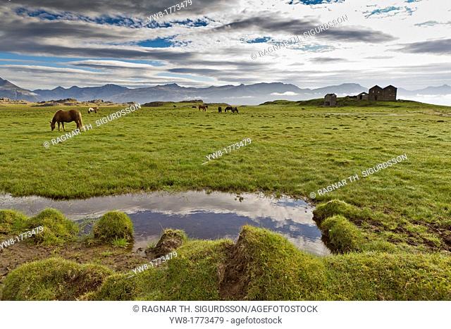 Horses grazing by abandoned house, Vidbordssel farm, Hornafjordur, Iceland