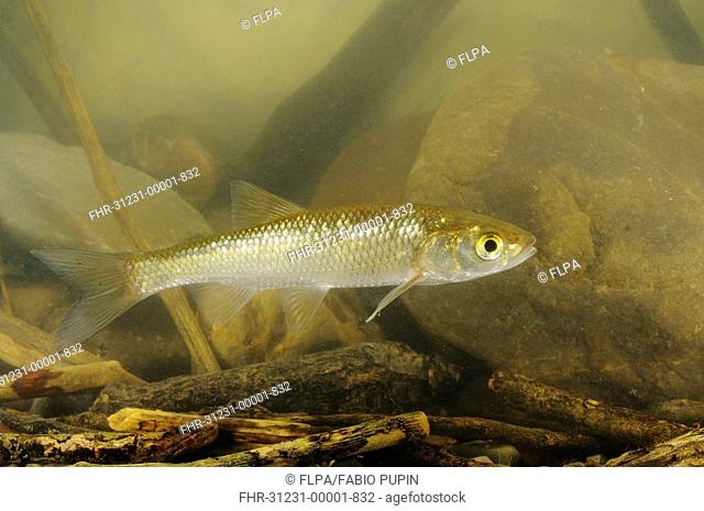 Cavedano Chub Squalius squalus young, swimming, Italy, august
