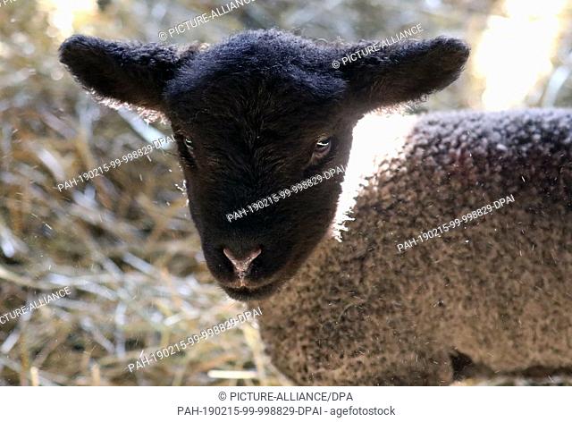 14 February 2019, Mecklenburg-Western Pomerania, Reimershagen: In the stable of shepherd Sven Nöller the lambs romp around beside the mother animals