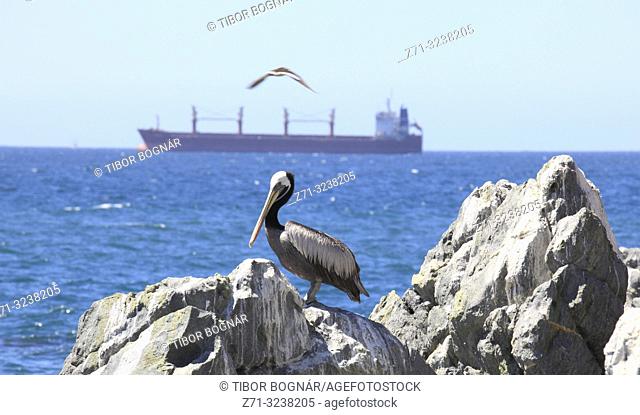 Chile, Vina del Mar, peruvian pelican, pelecanus thagus, ship,