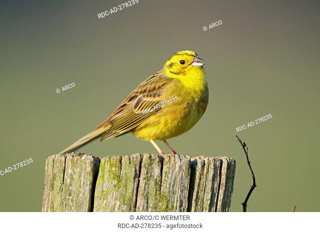Yellowhammer, male, nature reserve Dingdener Heide, North Rhine-Westphalia, Germany / Emberiza citrinella