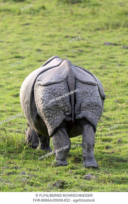 Indian rhinoceros (Rhinoceros unicornis), adult grazing, back view, Kaziranga National Park, Assam, India, April