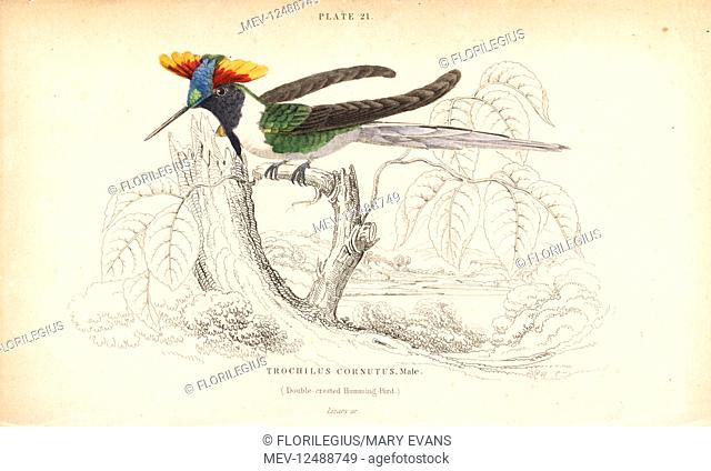 Horned sungem, Heliactin bilophus, male (Double-crested hummingbird, Trochilus cornutus). Handcoloured steel engraving by William Lizars from Sir William...