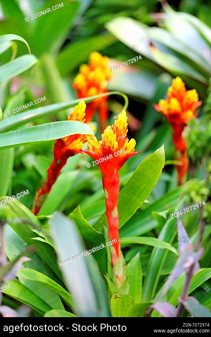 Beautiful flowers in Thailand on Koh Samui photographed close-up