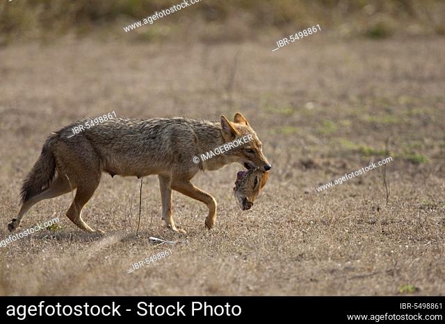 Golden golden jackal (Canis aureus), adult, feeding, carrying head of dead spotted deer (axis axis), Kanha N. P. Madhya Pradesh, India, Asia