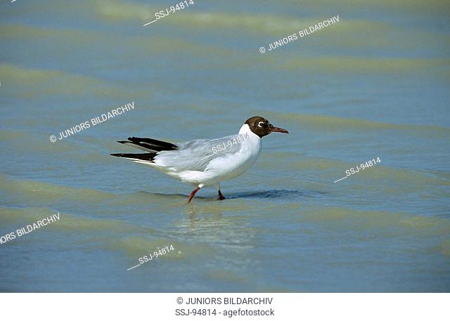 larus ridibundus / black-headed gull