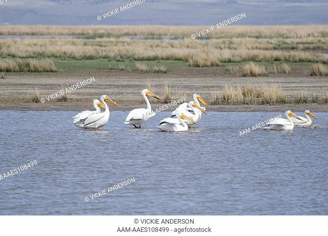 American White Pelicans, Pelecanus erythrorhynchos, Malheur National Wildlife Refuge, Southeastern Oregon