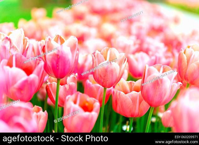 Pink tulip flowers in spring flower garden