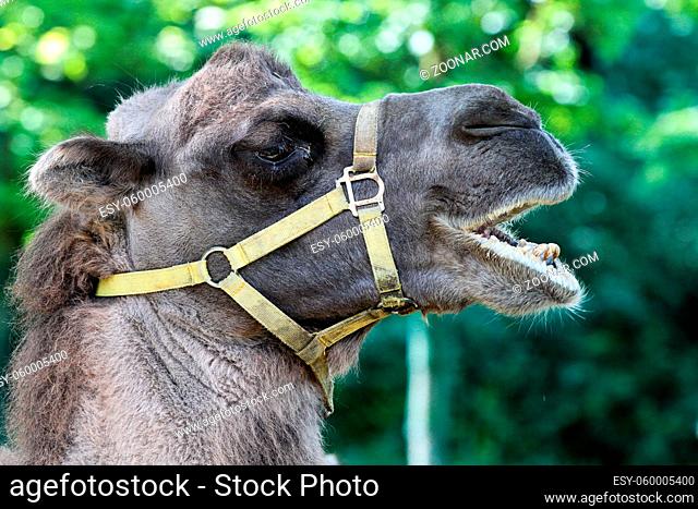 The Bactrian camels, Camelus bactrianus is a large, even-toed ungulate native to the steppes of Central Asia. The Bactrian camel has two humps on its back