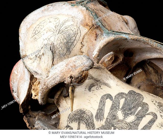 Skull of a rough-toothed dolphin, a species that lives deep in tropical waters.The skull, believed to date back to 1850, has been decorated with ink by sailors...