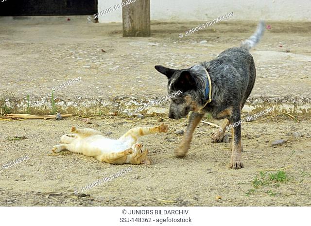 animal friendship : Australian Cattle Dog and domestic cat - playing
