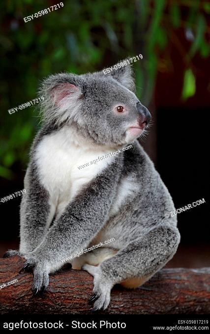Koala (Phascolarctos cinereus) in Queensland, Australien. Koala (Phascolarctos cinereus) in Queensland, Australia