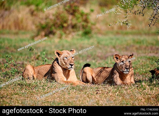 Loewinen (lion, Panthera leo) in Lake Manyara National Park, Mto wa Mbu, Tanzania, Africa |lioness (lion, Panthera leo) in Lake Manyara National Park