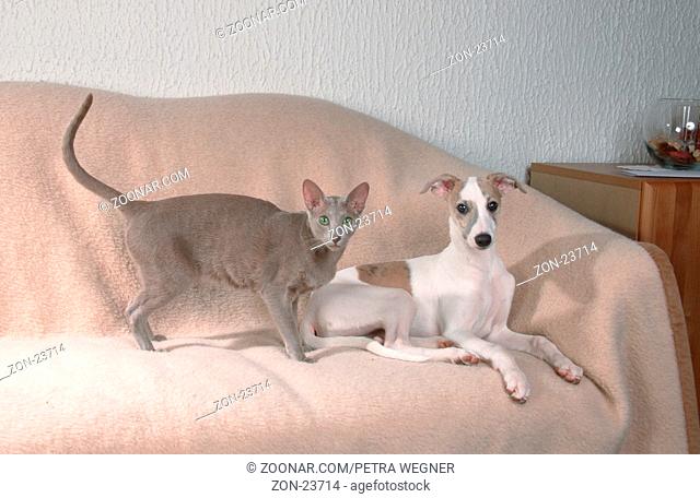 Oriental Shorthair Cat and Whippet puppy  /  Orientalisch Kurzhaarkatze und Whippet-Welpe  /  [Saeugetiere, mammals, animals, Haustier, Heimtier, pet, Haushund