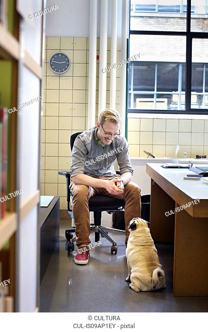 Young man looking down at cute dog from office desk