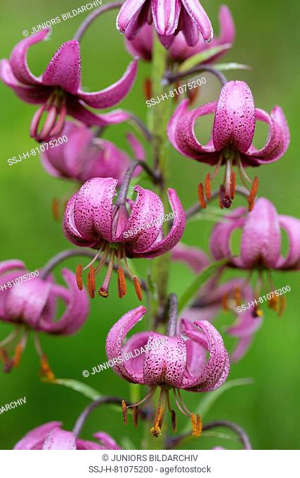 Turk's Cap, Martagon Lily (Lilium martagon), flowering plant. Hohe Tauern National Park, Carinthia, Austria