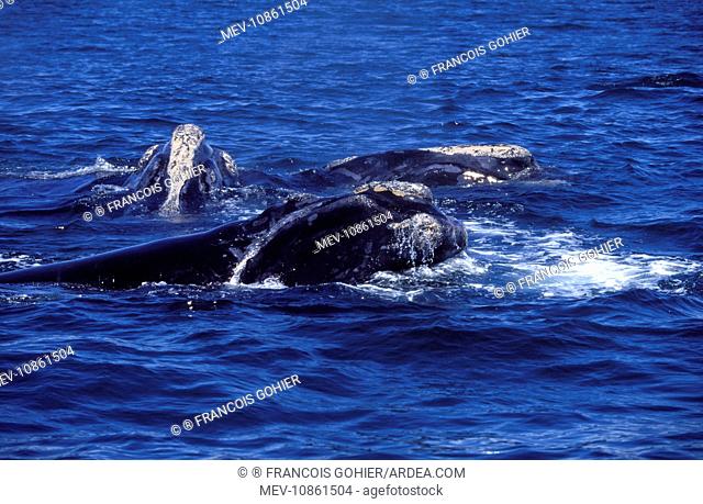 Northern Right whale - Courting group (Eubalaena glacialis). Bay of Fundy, New Brunswick, Canada