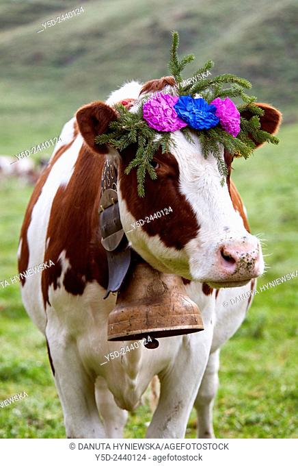 portrait of Swiss cow decorated with flowers and huge bell, desalpes ceremony - cows coming back from high pastures for the winter, Charmey, Fribourg canton