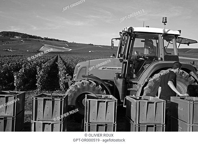 GRAPE HARVEST IN THE AY VINEYARDS, MAISON CLICQUOT, MARNE 51
