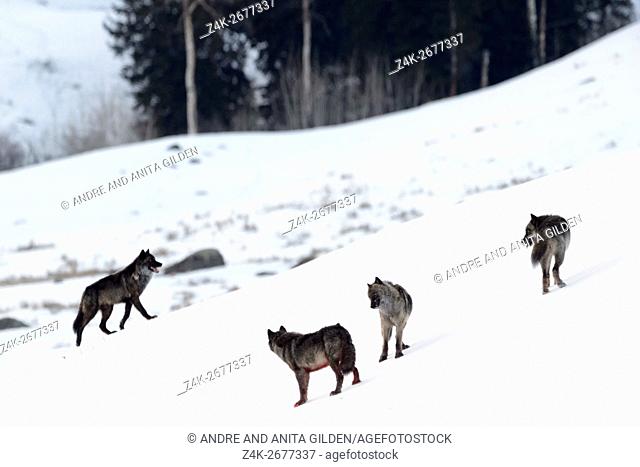 Gray Wolf (Canis lupus) pack communicating in snow on mountainridge, Lamar valley, Yellowstone national par, Wyoming Montana, USA