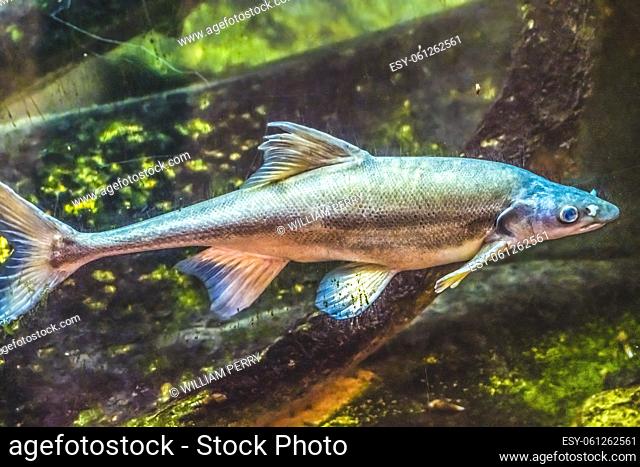 Colorful Bonytail Chub Gila Elegans Freshwater Fish Sonora Desert Museum Tucson Arizona