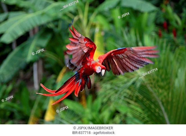 Scarlet Macaw (Ara macao), adult, flying, Roatan, Honduras, Central America