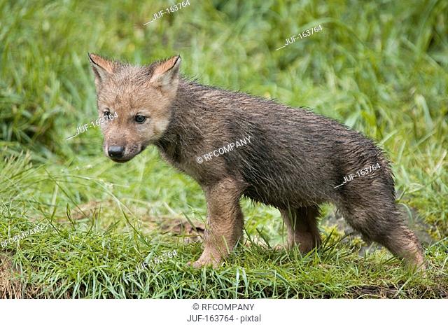 grey wolf - cub on meadow