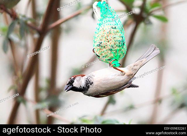 Haussperling (Passer domesticus) frisst an einem Meisenknödel im Garten. House Sparrow (Passer domesticus) feeding on a fat ball in the garden