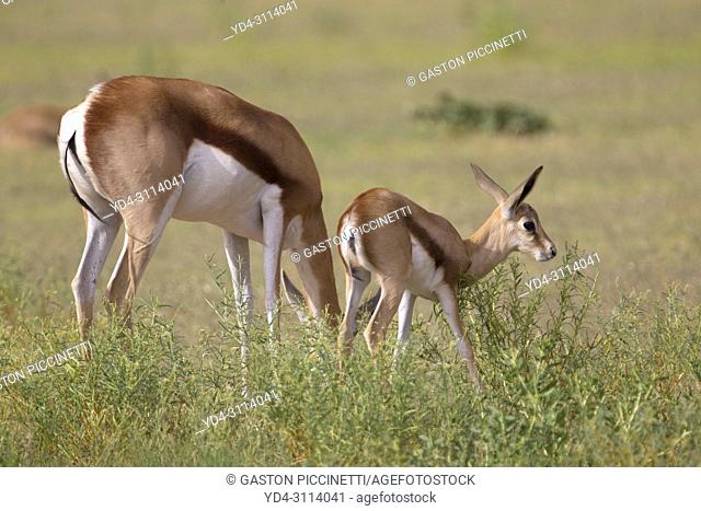 Springbok (Antidorcas marsupialis) - Mother and lamb, Kgalagadi Transfrontier Park in rainy season, Kalahari Desert, South Africa/Botswana
