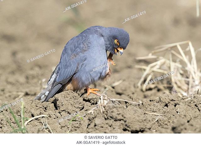 Red-footed Falcon (Falco vespertinus), adult male scratching its face
