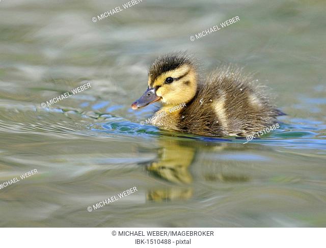 Ducklings, Mallard Duck (Anas plathyrhynchos)