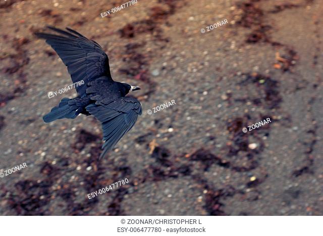 Seaside Raven Flying
