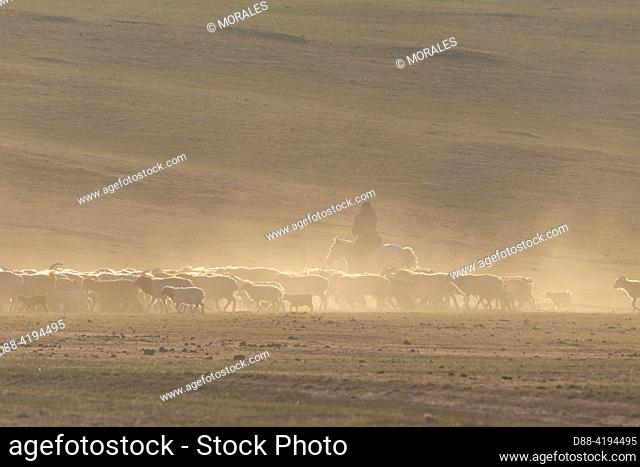 Asia, Mongolia, Hustai National Park, where Przewalski's Horse (Equus caballus przewalskii or Equus ferus przewalskii) was released in 1993 in Khustain Nuruu...