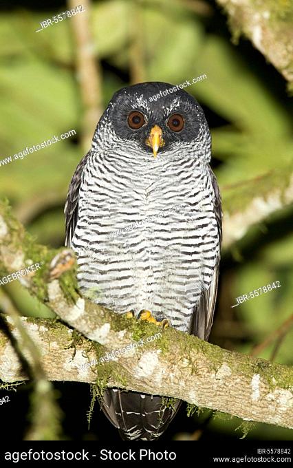 Black-and-white Owl (Strix nigrolineata) adult, roosting on branch in montane rainforest at night, Sachatamia, Andes, Ecuador, South America
