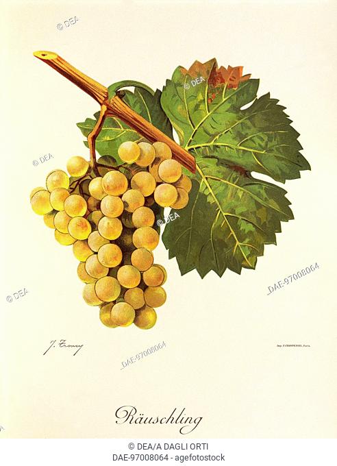 Pierre Viala (1859-1936), Victor Vermorel (1848-1927), Traite General de Viticulture. Ampelographie, 1901-1910. Tome V, plate: Rauschling grape