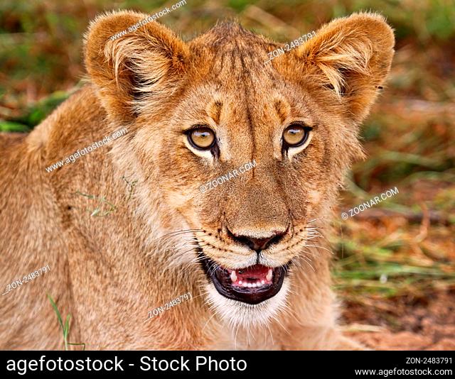 Junger Kalahari-Löwe im Kgalagadi Transfrontier National Park, Südafrika; young lion in south africa
